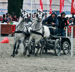 São Martinho – Feira do Cavalo na Golegã