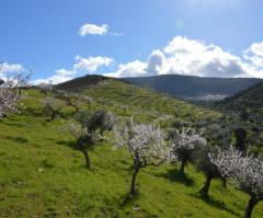 O Outro Douro – Amendoeiras em Flor A paisagem deslumbrante do rio Douro